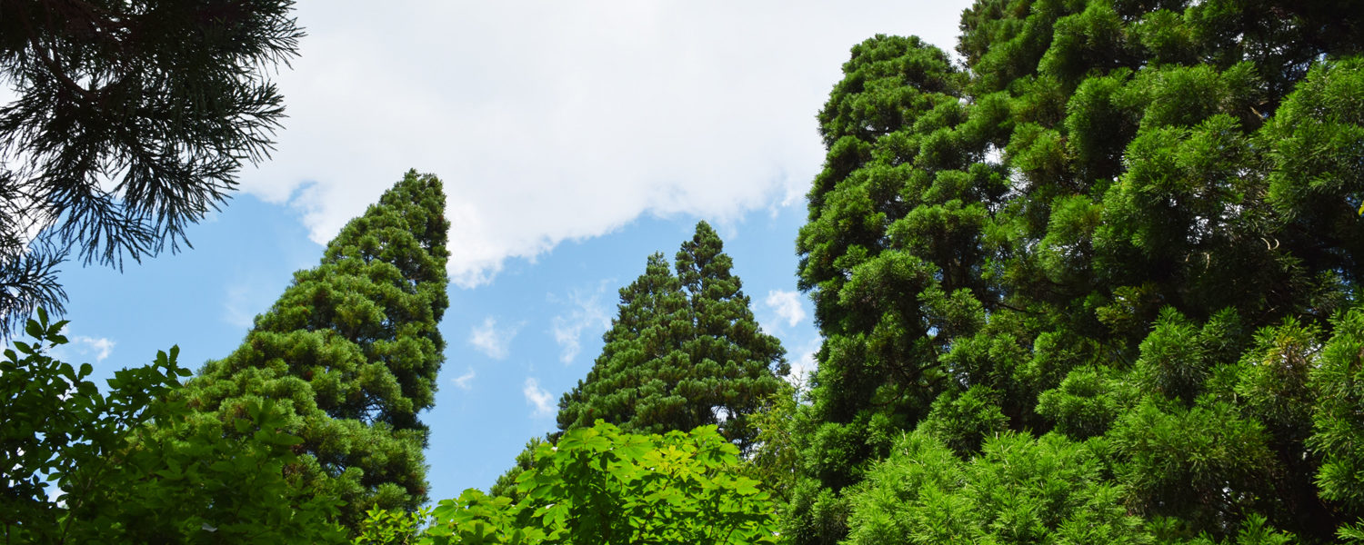 森の薪・炭工房